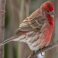 Sample of Purple finch