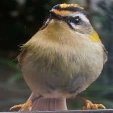 Sample of Common firecrest