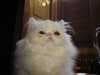 Sample of Persian cat