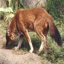 Dhole image dataset preview