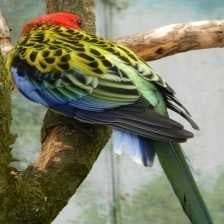 Eastern rosella image dataset preview