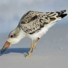 Sample of Black skimmer