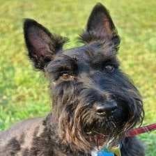 Sample of Scotch terrier
