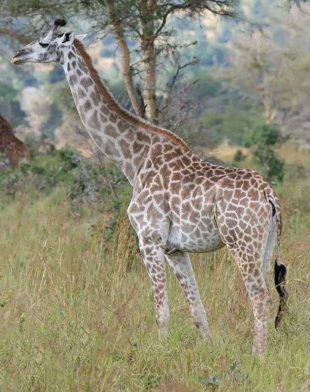 Sample of Giraffe