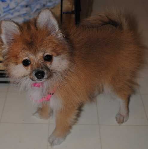 Sample of Pomeranian