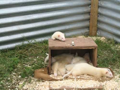 Sample of Black footed ferret