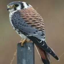 Sample of American kestrel