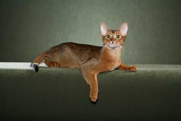 Sample of Abyssinian