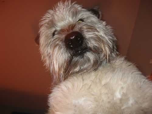 Sample of Wheaten terrier