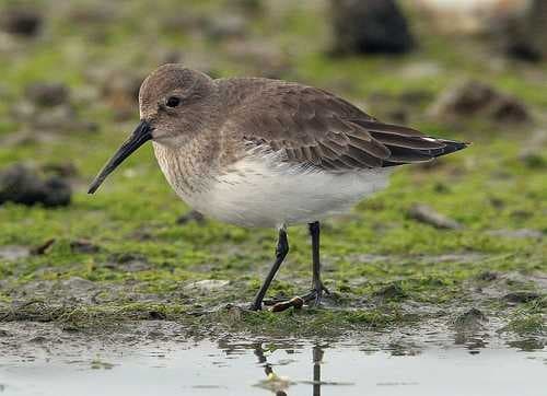 Sample of Red backed sandpiper