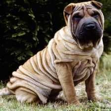 Sample of Shar pei