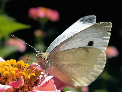 Sample of Cabbage butterfly