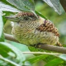 Sample of Barred puffbird