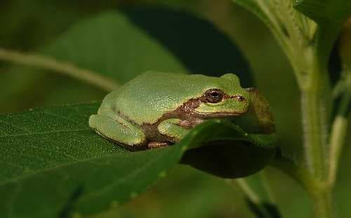 Sample of Tree frog