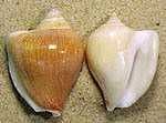 Sample of Conch