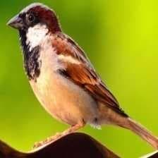 Sample of House sparrow