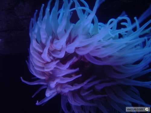 Sample of Sea anemone