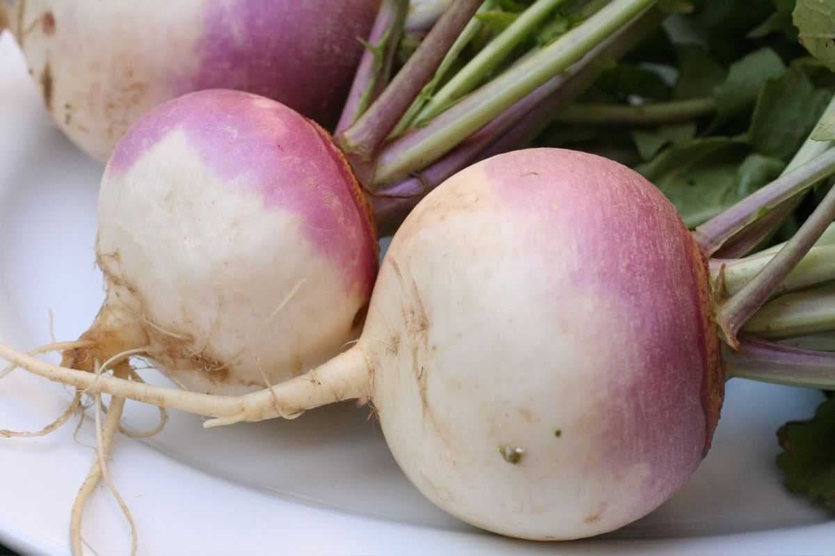 Sample of Turnip