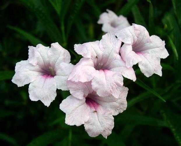 Sample of Mexican petunia