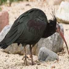 Sample of Bald ibis