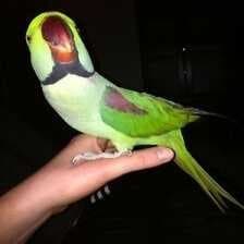 Sample of Alexandrine parakeet