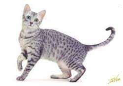 Sample of Egyptian mau