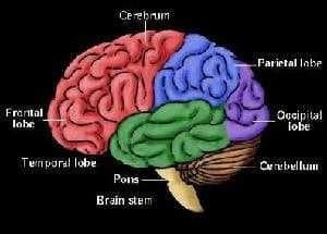 Sample of Brain
