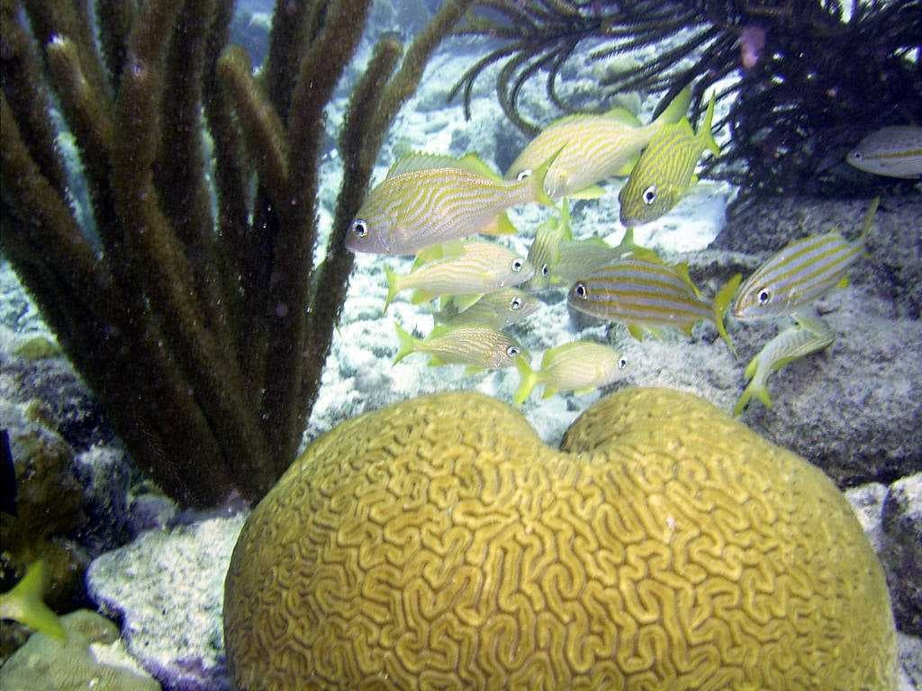 Sample of Brain coral
