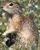 Sample of Fox squirrel