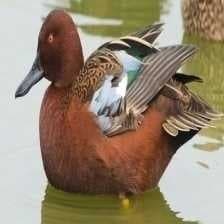Cinnamon teal image dataset preview