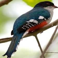 Sample of Cuban trogon