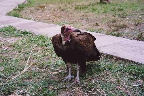 Sample of Vulture