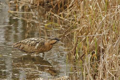 Sample of Bittern