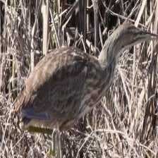 Sample of American bittern