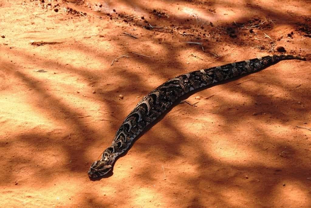 Sample of Hognose snake