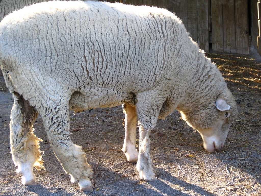 Sample of Sheep