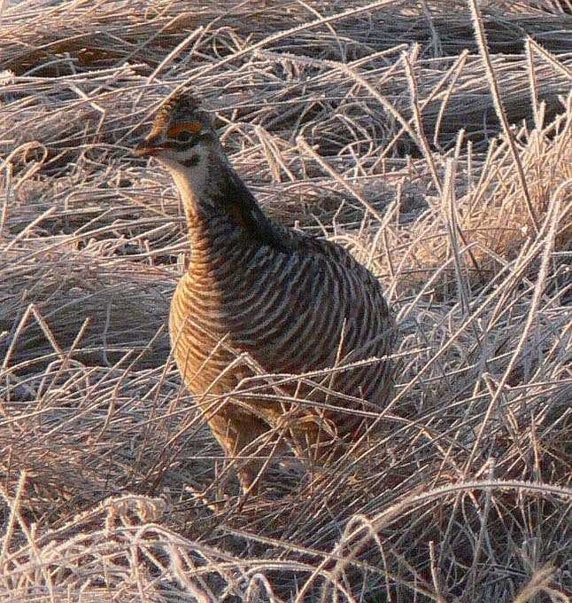 Sample of Prairie chicken