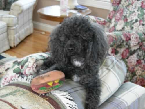 Sample of Toy poodle