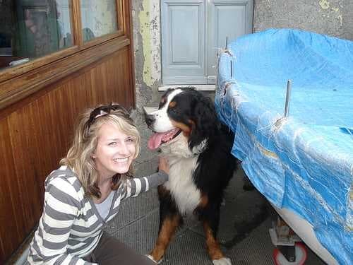 Sample of Bernese mountain dog