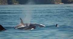 Sample of Killer whale