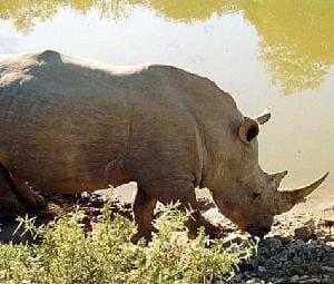 Sample of Rhino