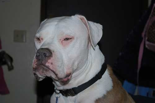 Sample of American bulldog