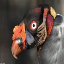 Sample of King vulture