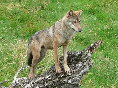 Sample of Timber wolf