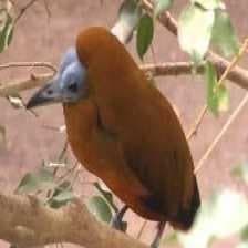Sample of Capuchinbird