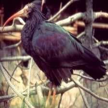 Sample of Northern bald ibis