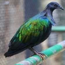Sample of Nicobar pigeon