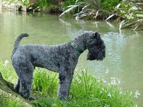 Sample of Kerry blue terrier