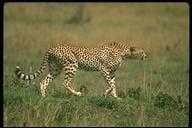 Leopards image dataset preview