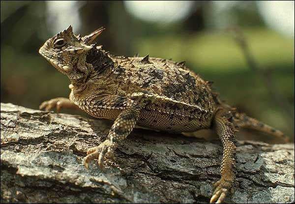 Sample of Tailed frog